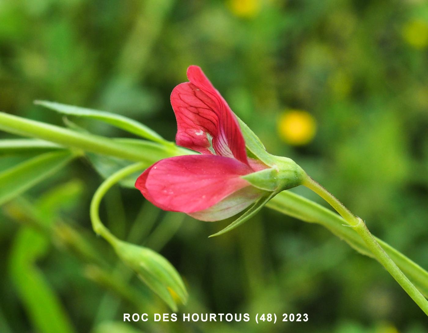 Vetchling, Red flower